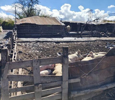 VENTA DE FINCAS EN SALTA. CERRILLOS. 7,6 HAS. DE SUPERFICIE